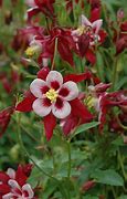 Image result for Columbine Songbird Yellow