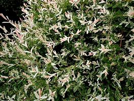 Image result for Salix Mount ASO