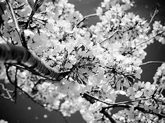 Image result for Small Cherry Tree with Blossom