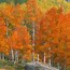 Image result for Aspen Tree Fall Background Wallpaper