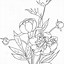 Image result for Peony Flower Coloring Page