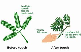 Image result for Sdof Undamped Movement Diagram