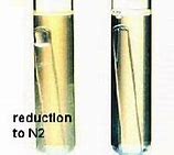 Image result for Nitrate and Nitrite