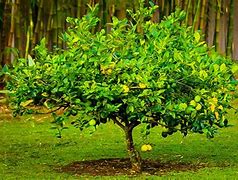 Image result for Improved Meyer Lemon Tree