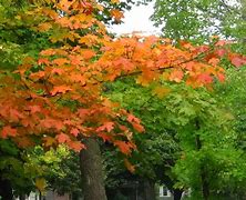 Image result for Minnesota Maple Trees