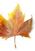 Image result for Maple Leaf Painting