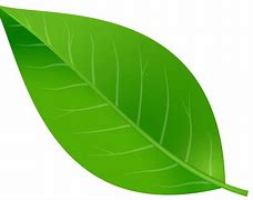 Image result for Leaf Vector Without Background