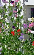 Image result for Easy to Grow Flowering Vines