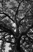 Image result for Bur Oak Tree Sapling