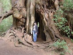 Image result for Giant American Elm Tree