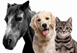 Image result for Horse Dog Cat Decals