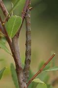 Image result for Peppered Moth Larva