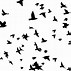 Image result for Siloutte Birds