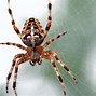 Image result for Top 10 Spiders