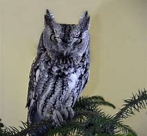 Image result for Eastern Screech Owl Legs