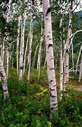 Image result for White Birch Designs