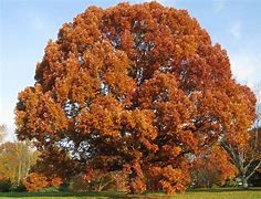 Image result for Quercus Alba Wood