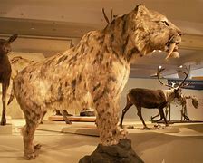 Image result for Smilodon Cat