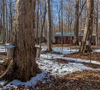 Image result for Canadian Maple Leaf Tree