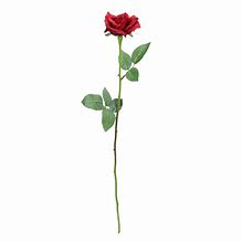 Image result for Single Stem Red Rose