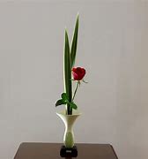 Image result for Single Red Baby Rose