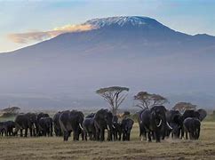 Image result for East African Safari