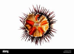 Image result for Sea Urchin Roe