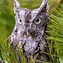 Image result for Brown Eastern Screech Owl