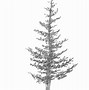 Image result for How to Draw Evergreen Trees