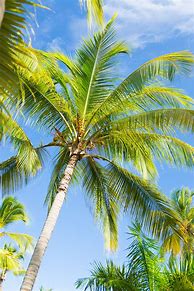 Image result for Tropical Palm Leaves