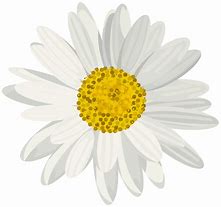 Image result for Daisy Graphic Decal