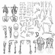 Image result for Anatomy Drawing Practice