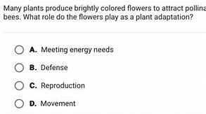 Image result for Bright Colored Flowers