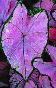 Image result for Giant Alocasia Elephant Ear Plants