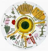 Image result for The Eye Iridology Reading Chart