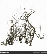 Image result for Briar Thorns Drawing