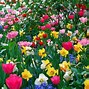 Image result for Most Beautiful Spring Flowers