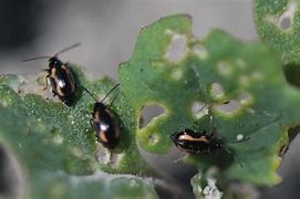 Image result for Lesser Striped Flea Beetle