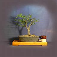 Image result for Most Beautiful Elm Bonsai