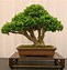 Image result for Elm Bonsai Tree