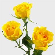 Image result for Yellow Spray Roses