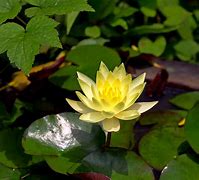 Image result for Monet Water Lily Pond 1899