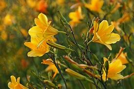 Image result for Mocha Brown Lilies