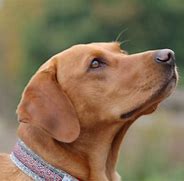 Image result for Labrador Retriever Ears