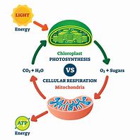 Image result for Photosynthesis