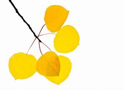 Image result for Aspen Leaf Clip Art