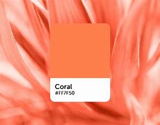 Image result for Coral and Rocks