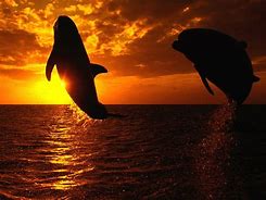 Image result for Jumping Dolphin Clip Art