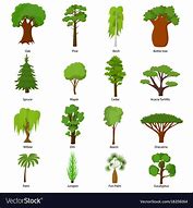 Image result for Tree Types Line Art