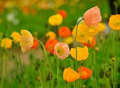 Image result for Iceland Poppies Window Box